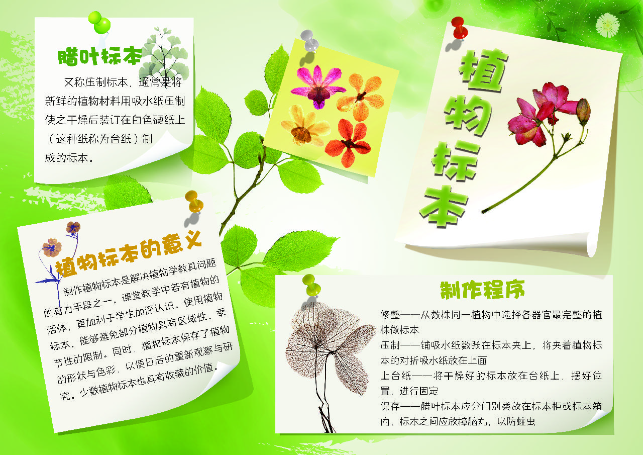 植物标本植物生长手抄报