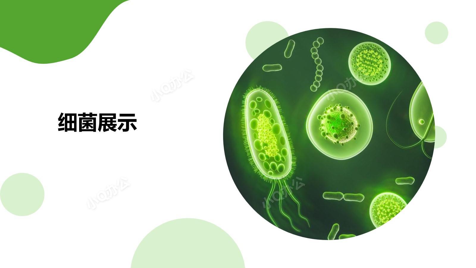 绿色简约风细菌展示ppt模板